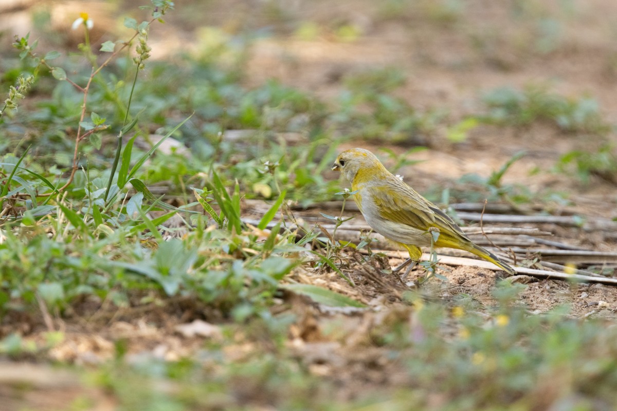 Saffron Finch - ML632679112