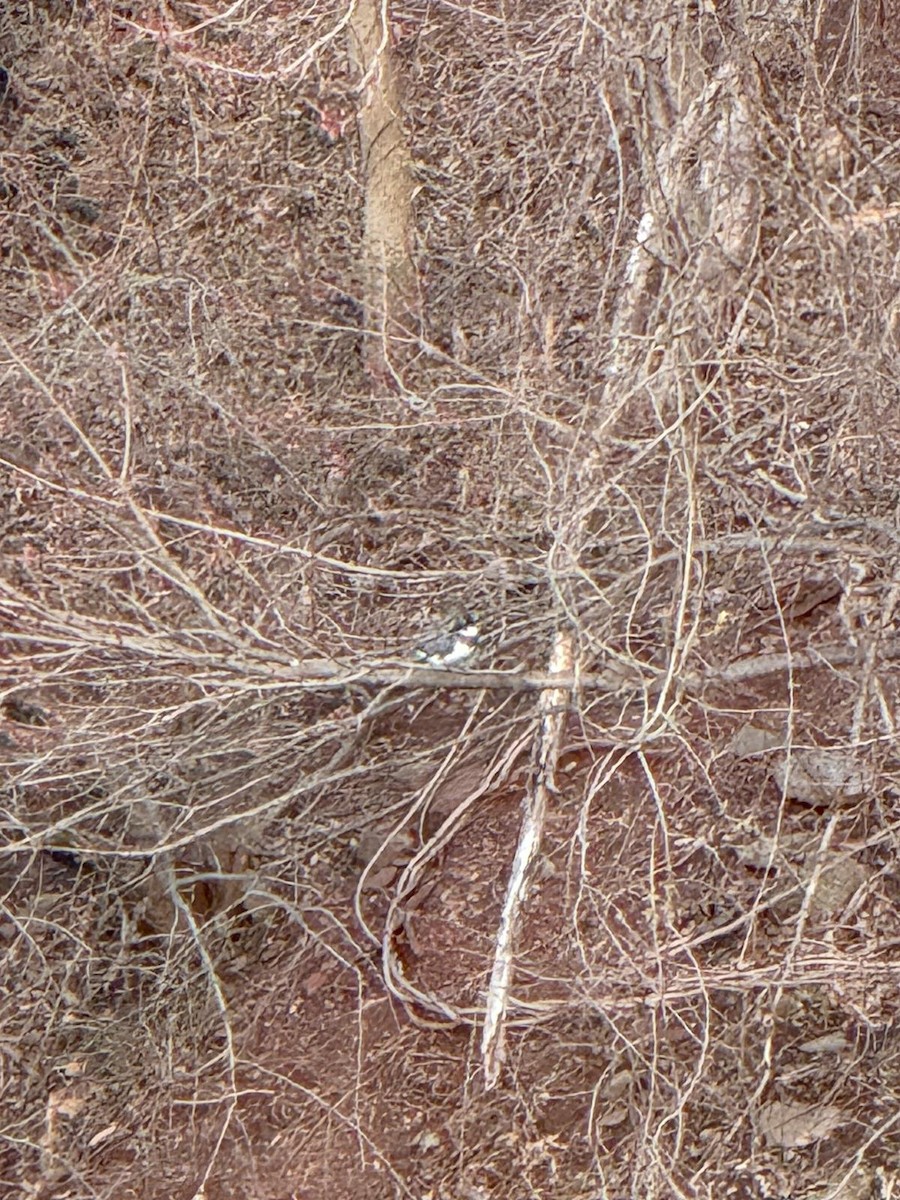 Belted Kingfisher - ML632679113