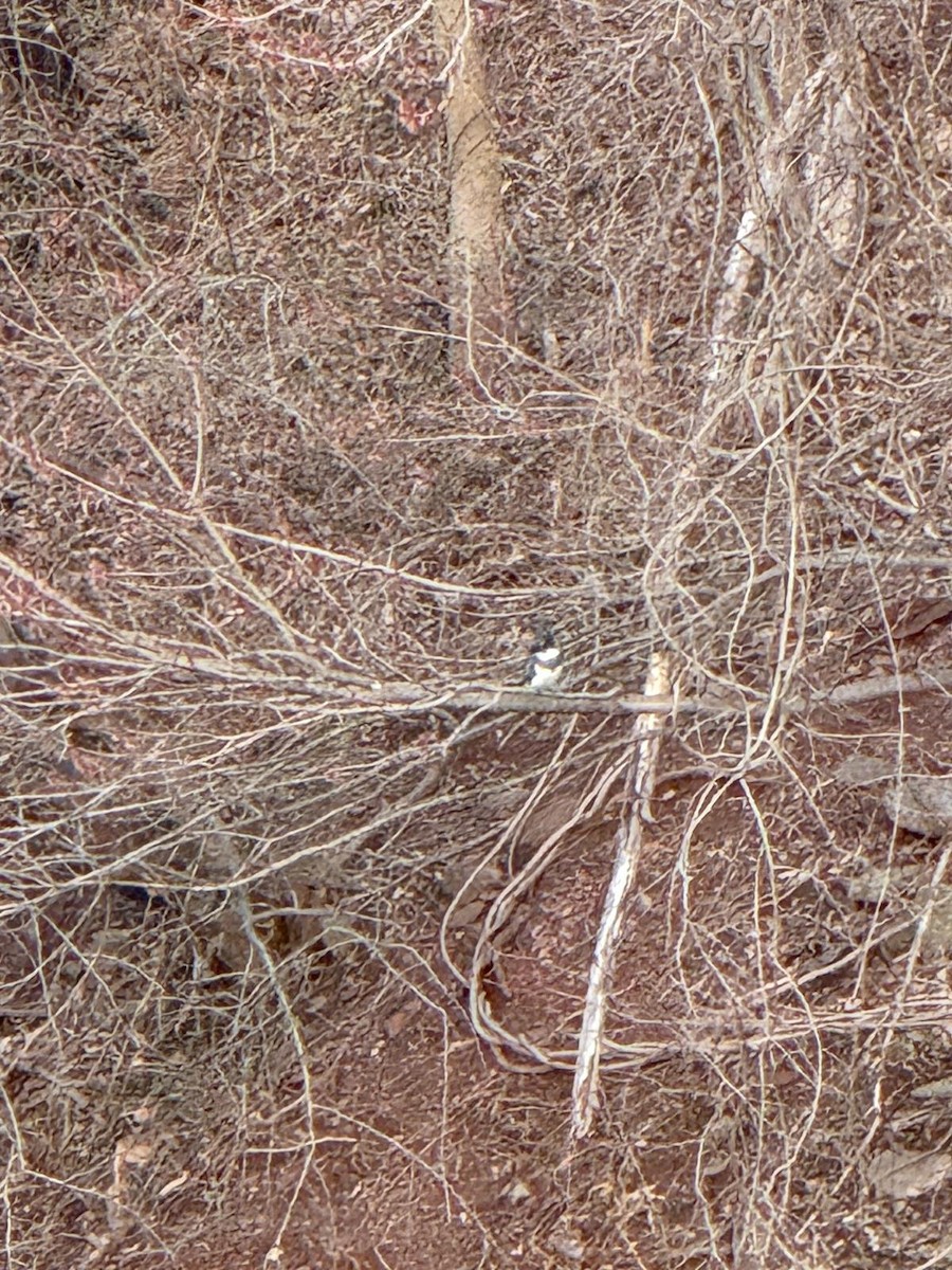 Belted Kingfisher - ML632679114
