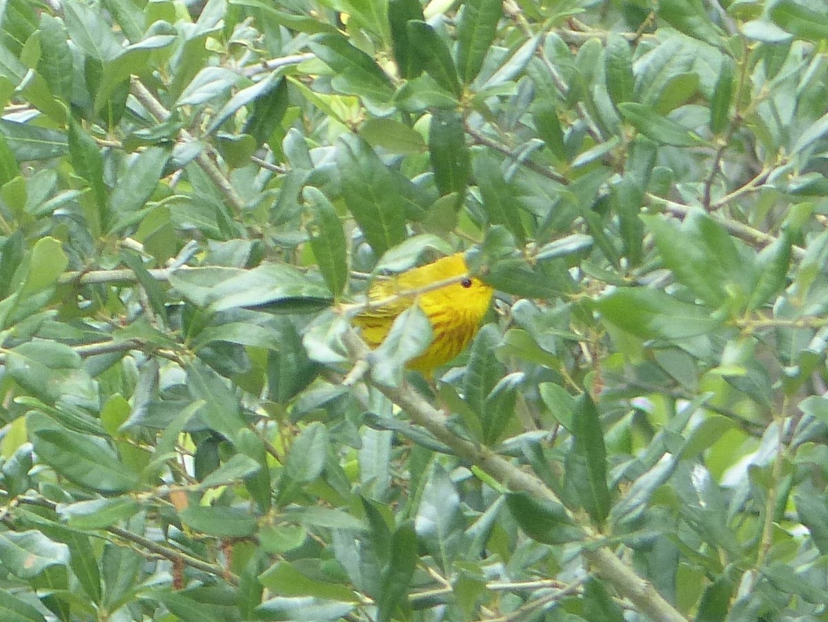 gulparula - ML632679243