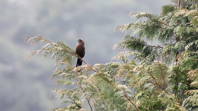 White-whiskered Laughingthrush - ML632679305