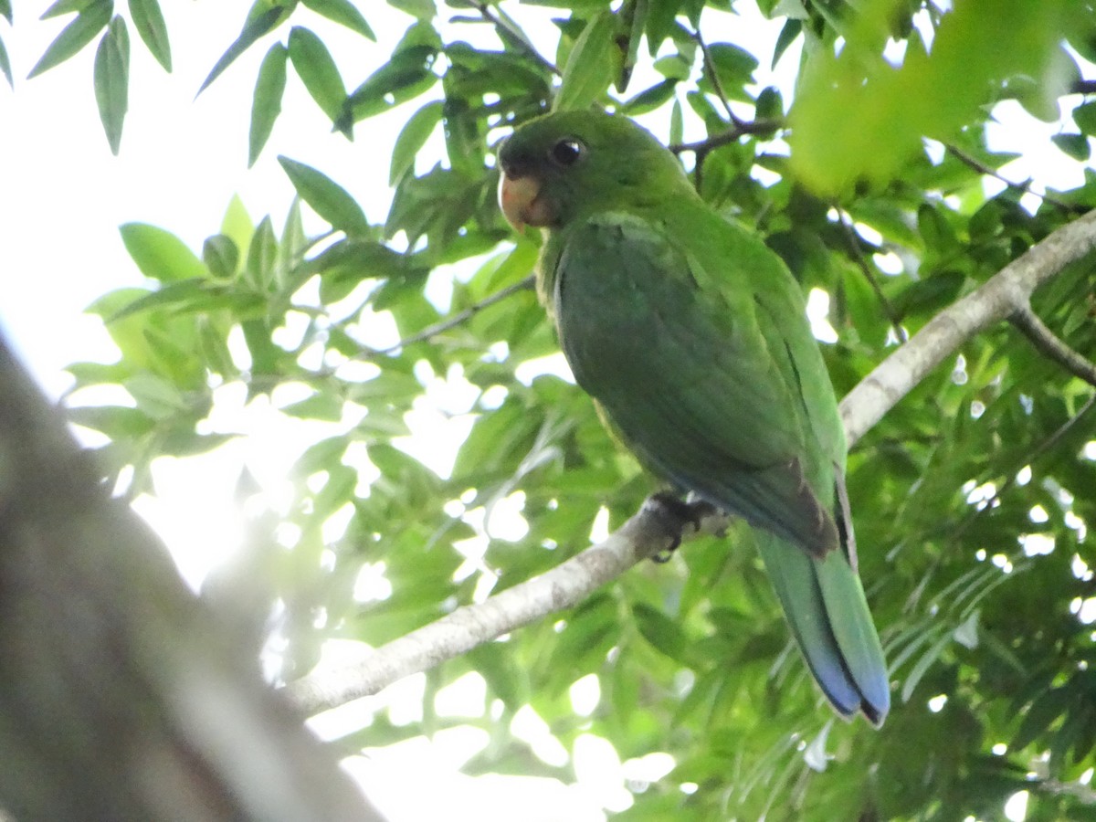 Blue-bellied Parrot - ML632679485