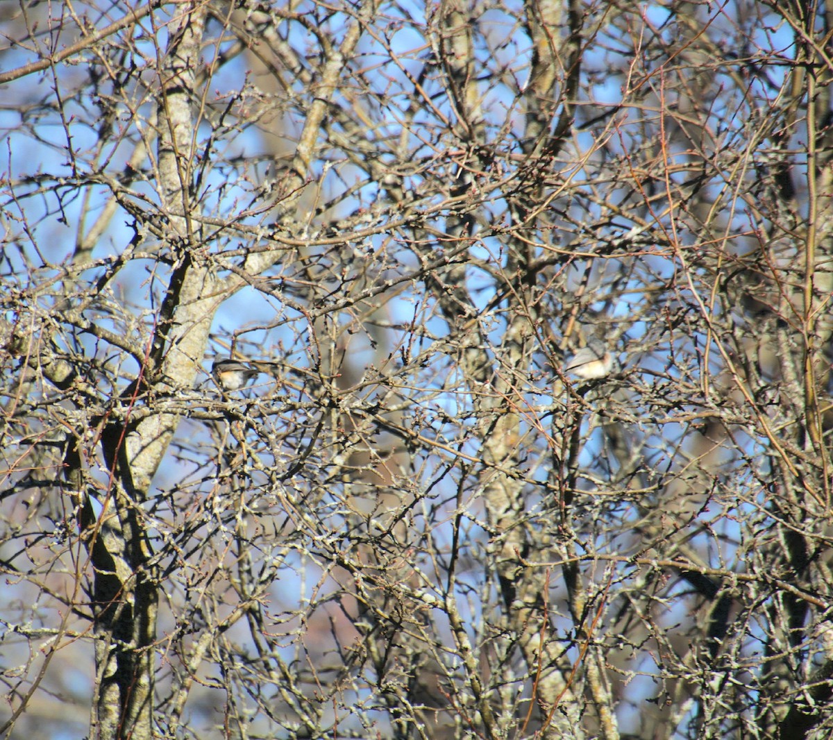 Tufted Titmouse - ML632679495