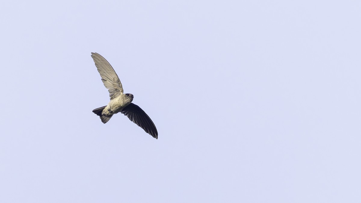 White-nest Swiftlet (Germain's) - Robert Tizard