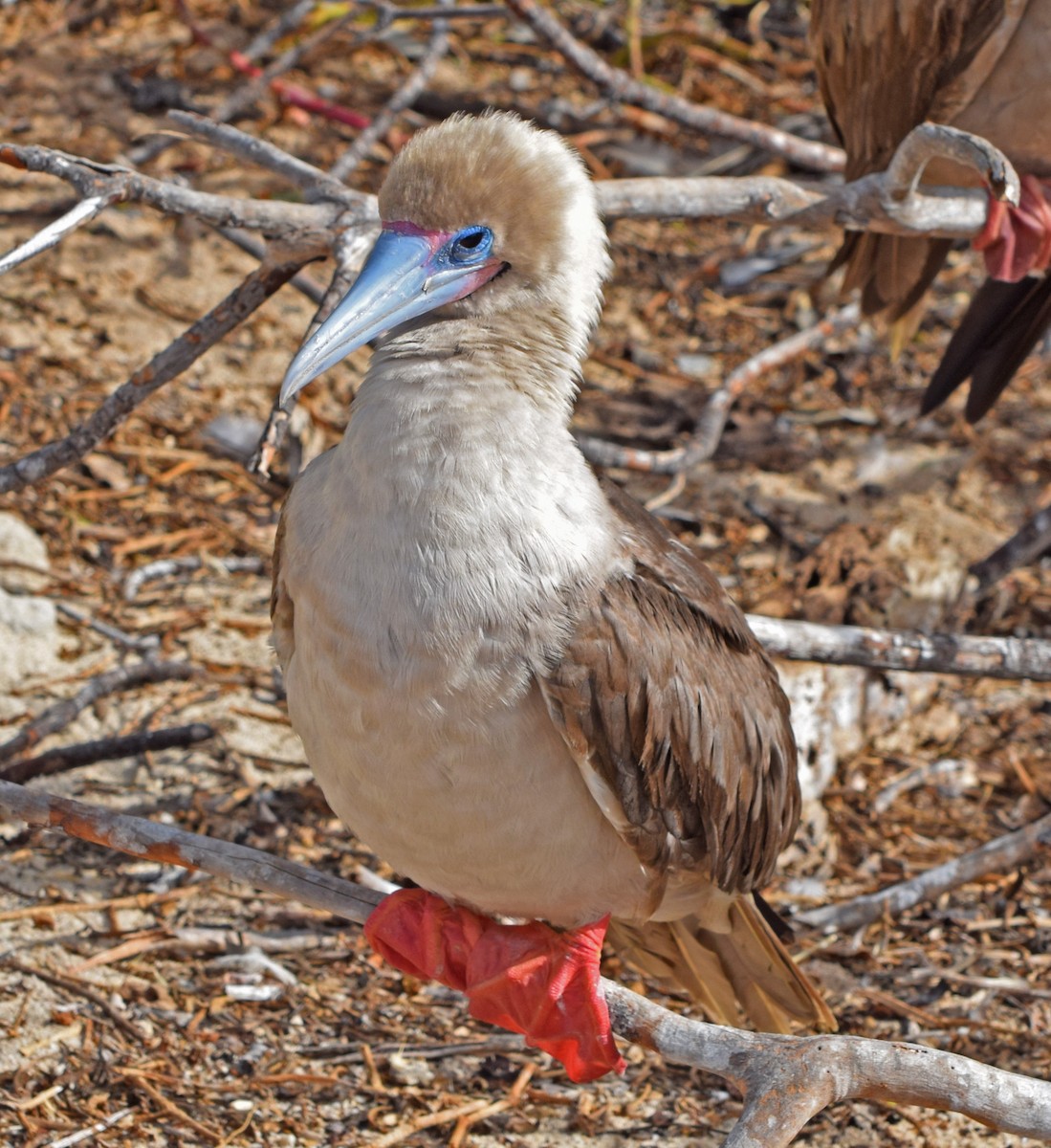 Red-footed Booby - John Bruin