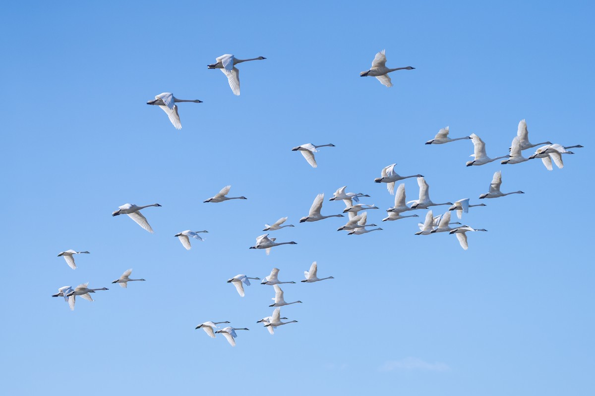 Cygne siffleur - ML632679698