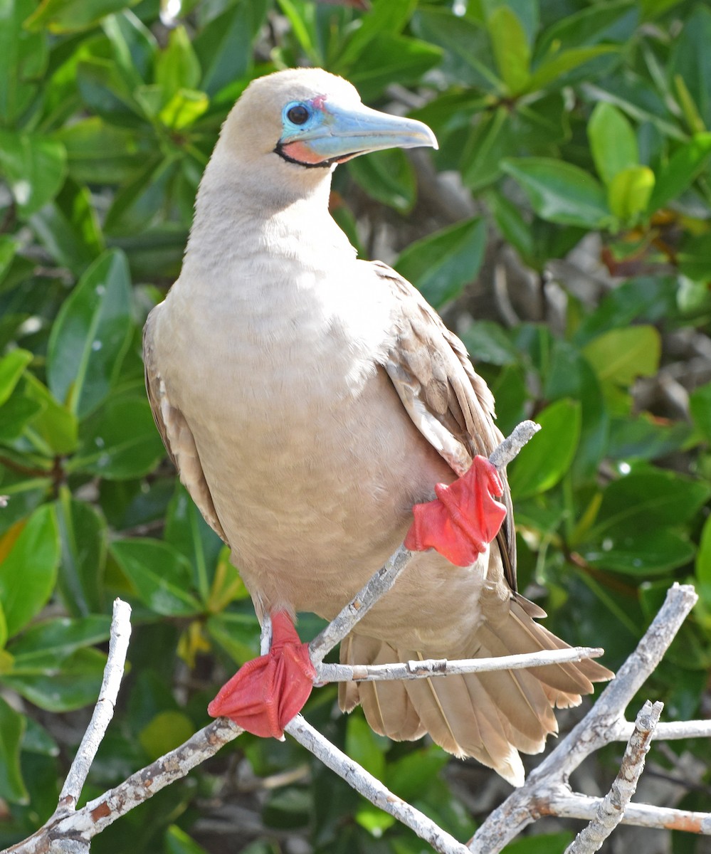 Red-footed Booby - John Bruin