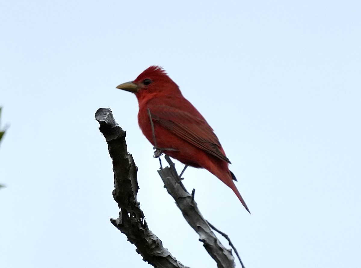 Summer Tanager - ML632679750