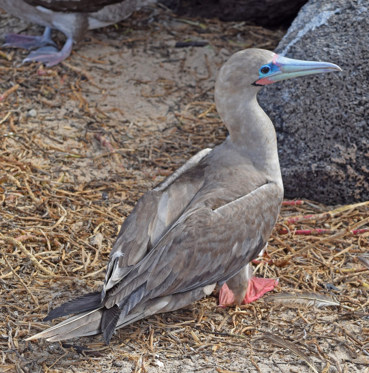 Red-footed Booby - John Bruin