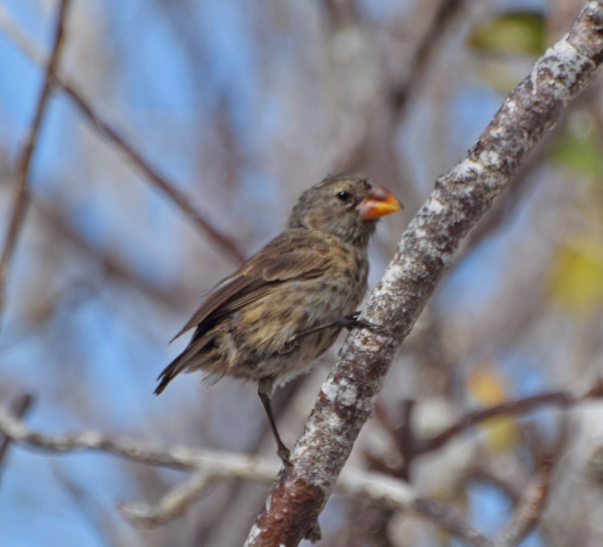 Genovesa Cactus-Finch - ML63267991