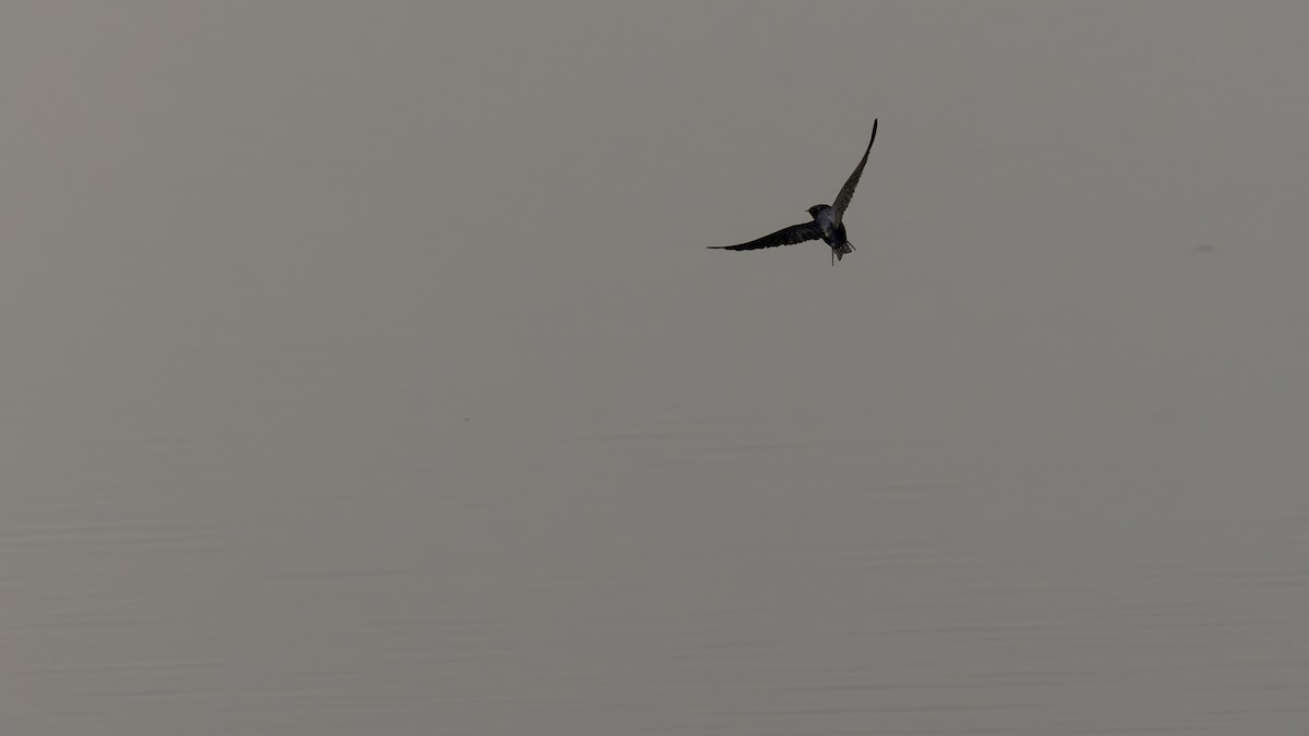 Golondrina Común - ML632679941