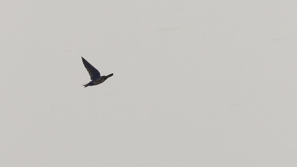 Golondrina Común - ML632679942