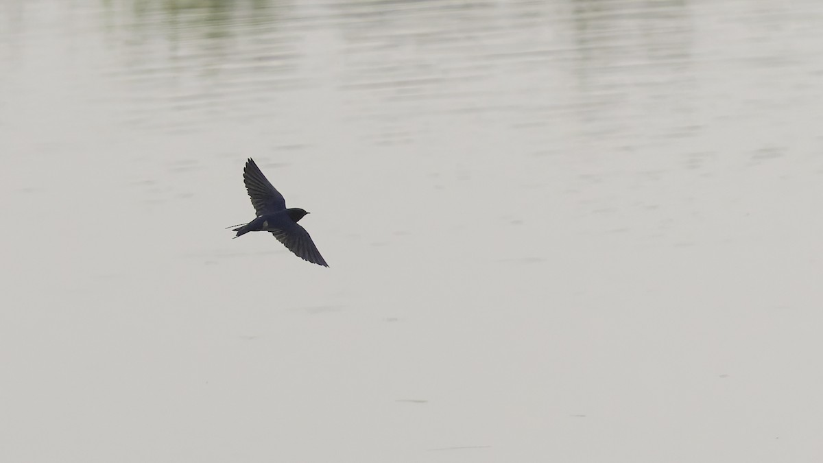 Golondrina Común - ML632679944