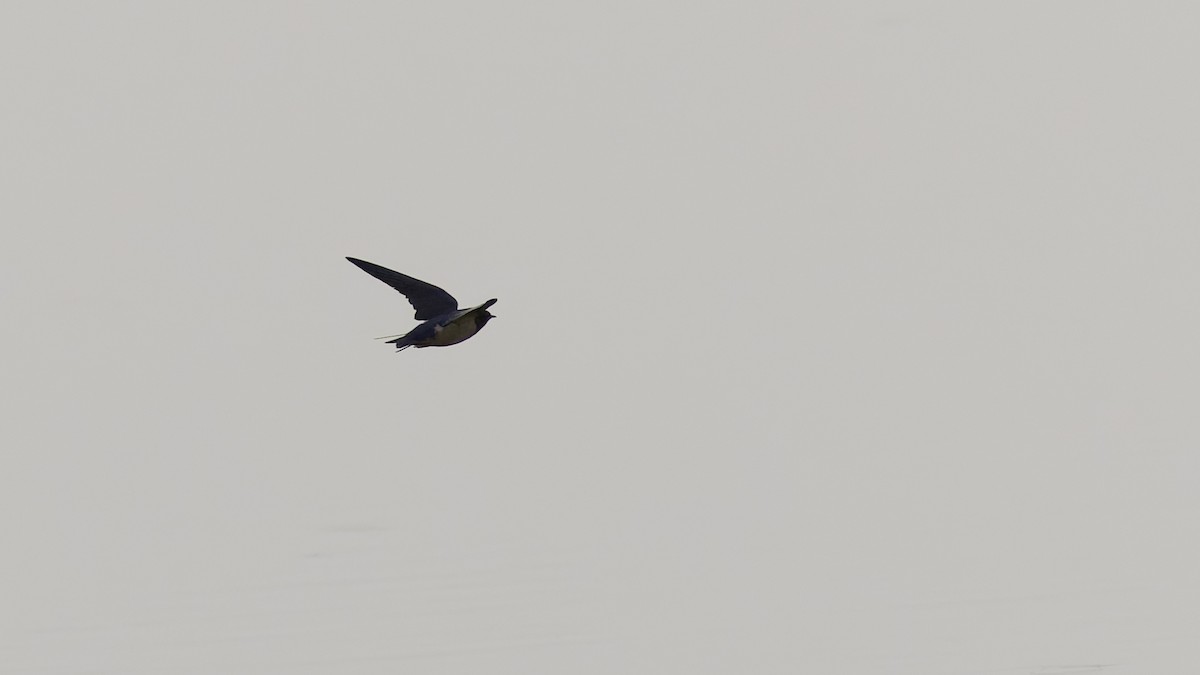 Golondrina Común - ML632679945