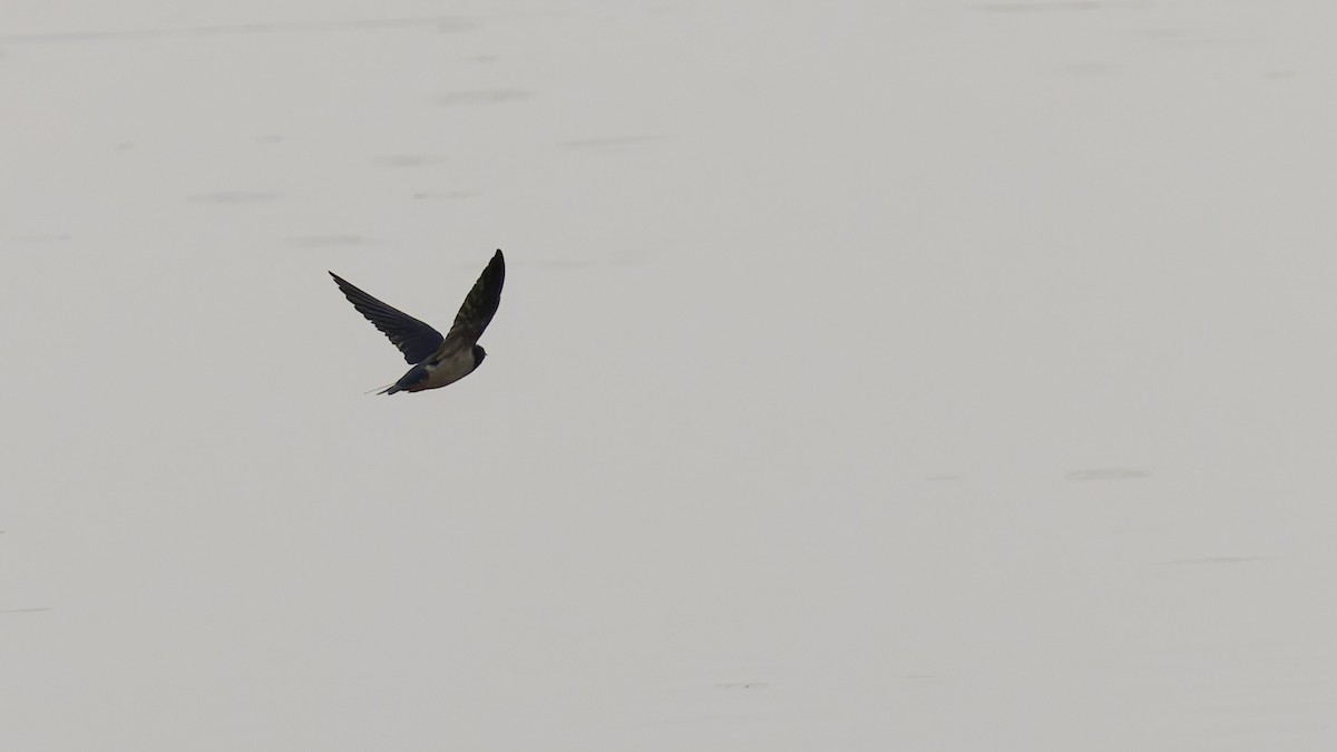 Golondrina Común - ML632679946