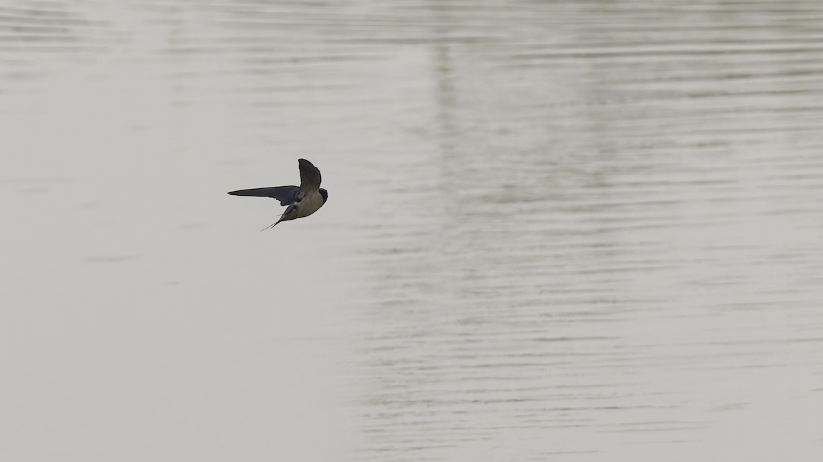 Golondrina Común - ML632679949