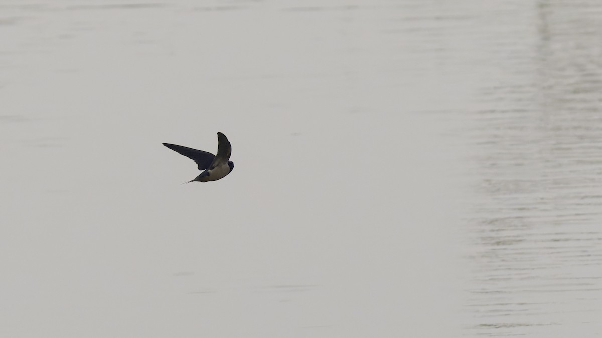 Golondrina Común - ML632679951