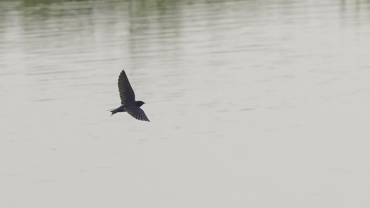 Golondrina Común - ML632679952