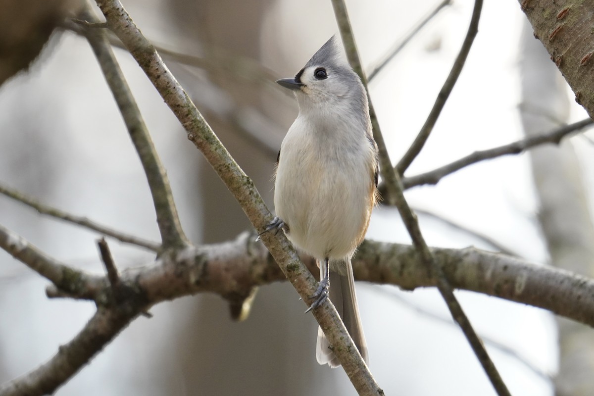 Tufted Titmouse - ML632679963
