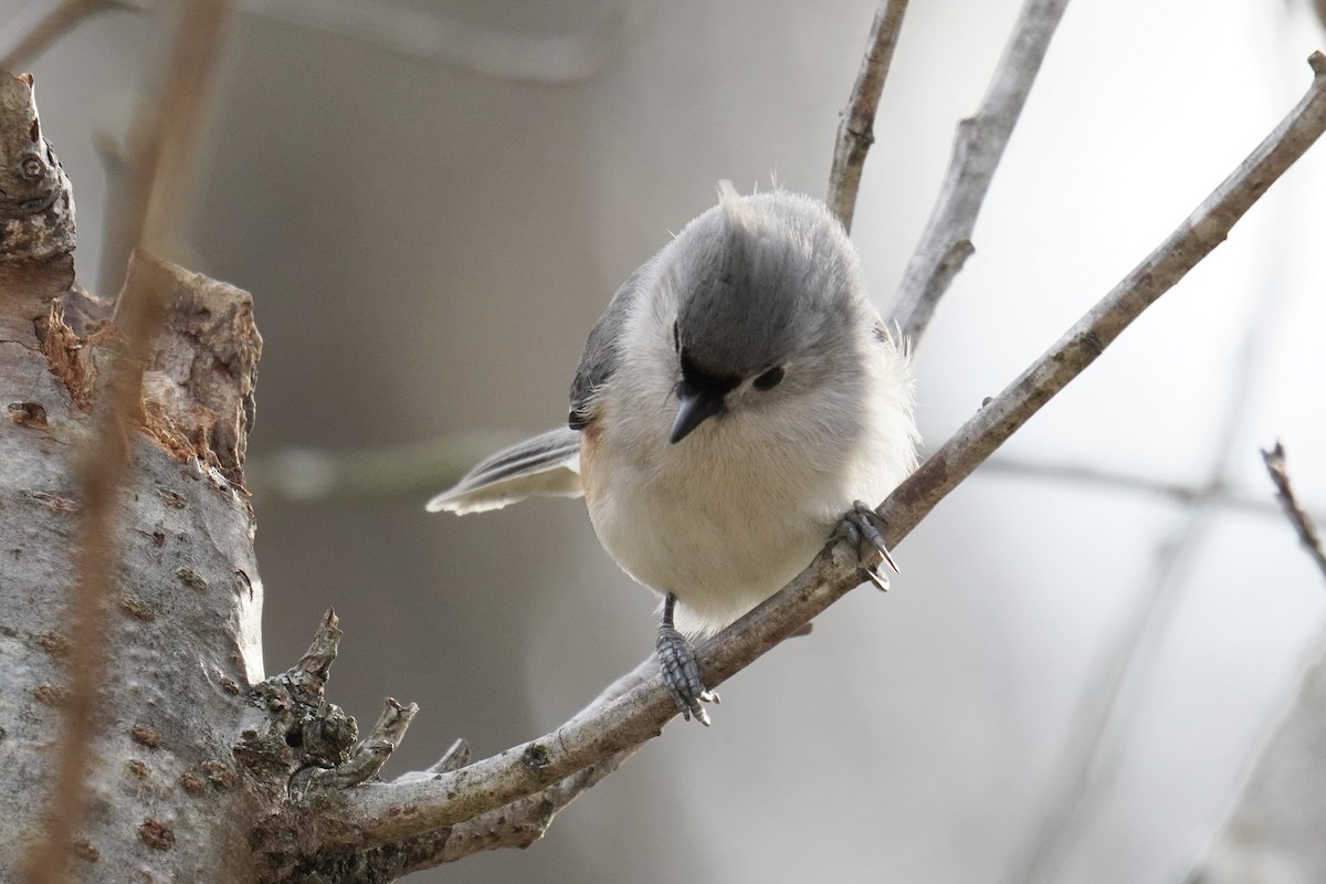 Tufted Titmouse - ML632679985
