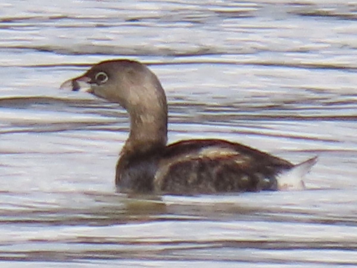 Grèbe à bec bigarré - ML632680011