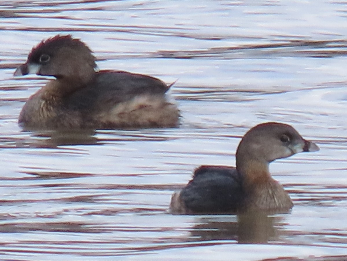 Grèbe à bec bigarré - ML632680012