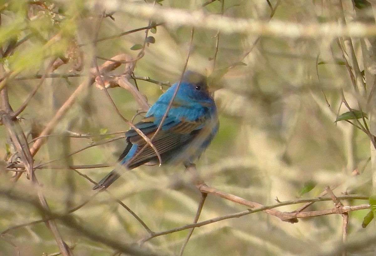 Indigo Bunting - ML632680396