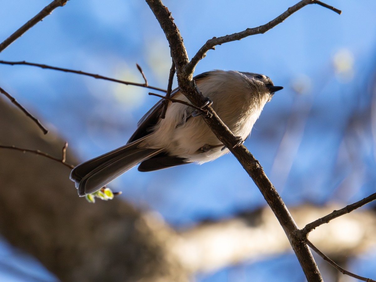 Tufted Titmouse - ML632680408