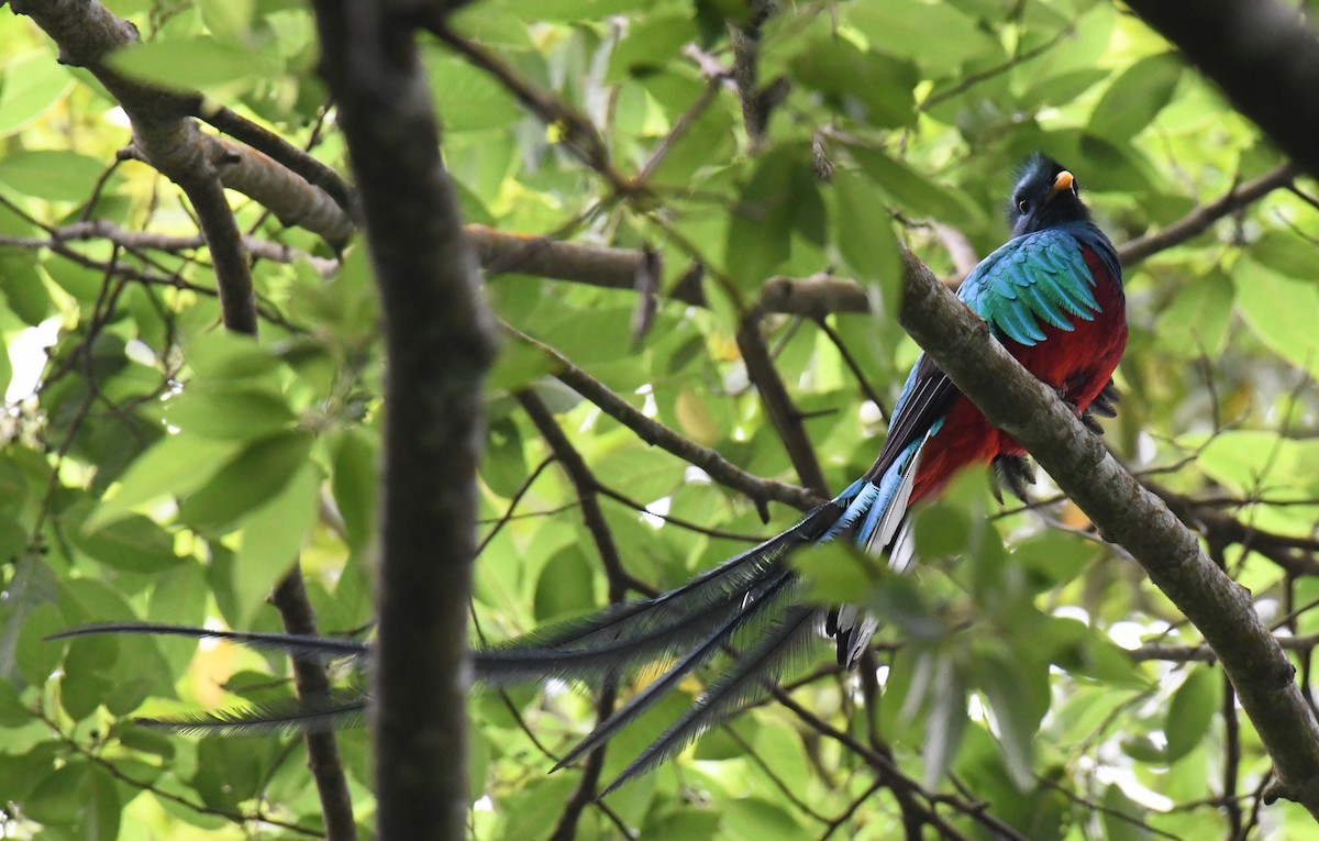 Quetzal resplendissant (mocinno) - ML632680423