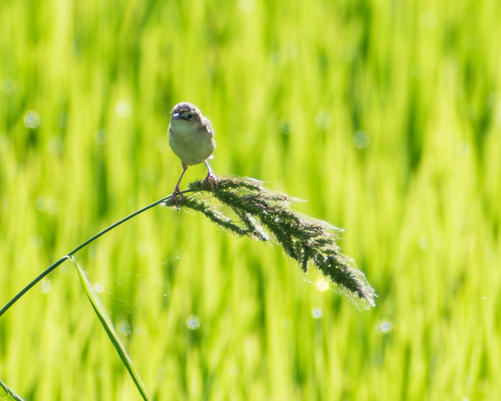Zitting Cisticola - ML632680435