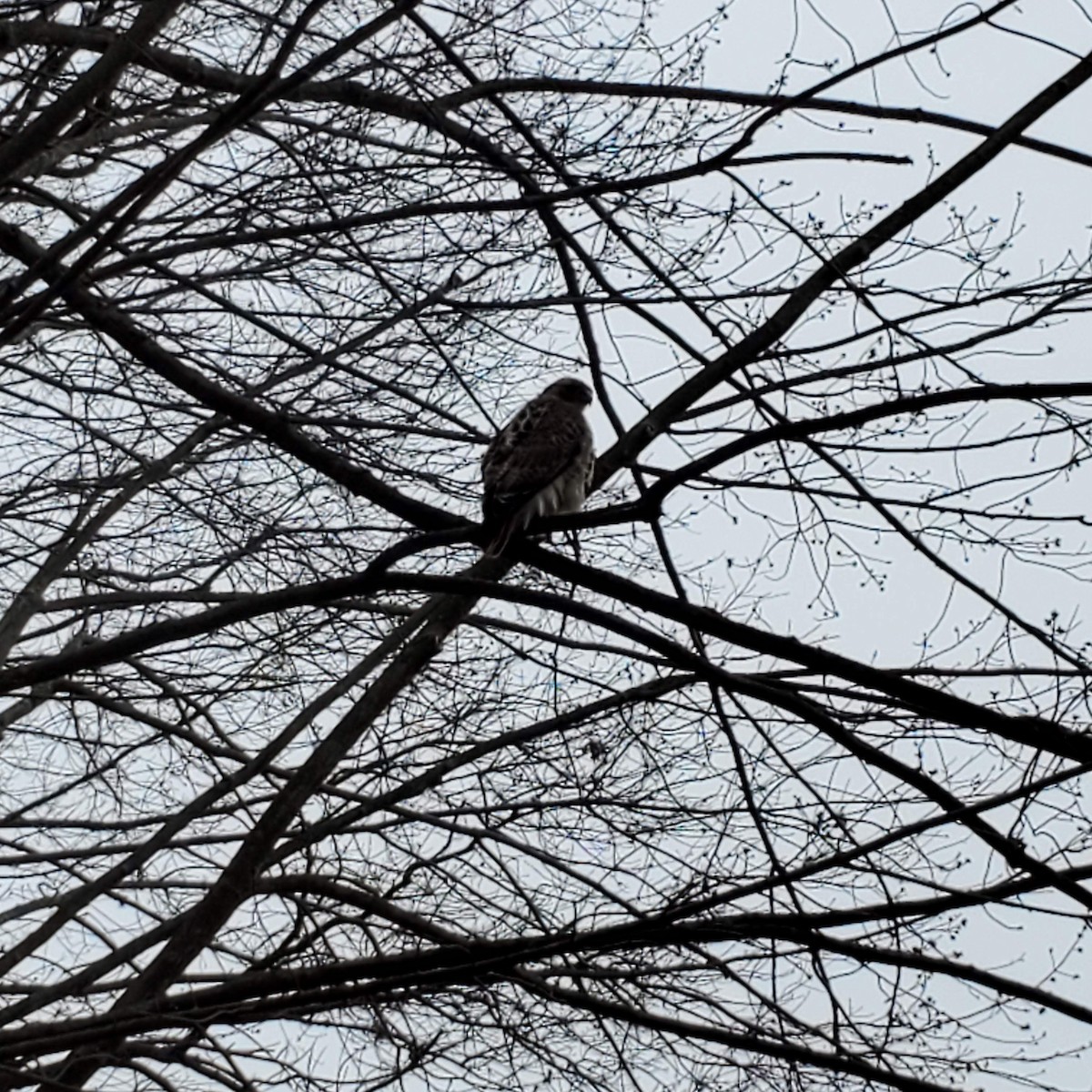 káně rudochvostá - ML632680454