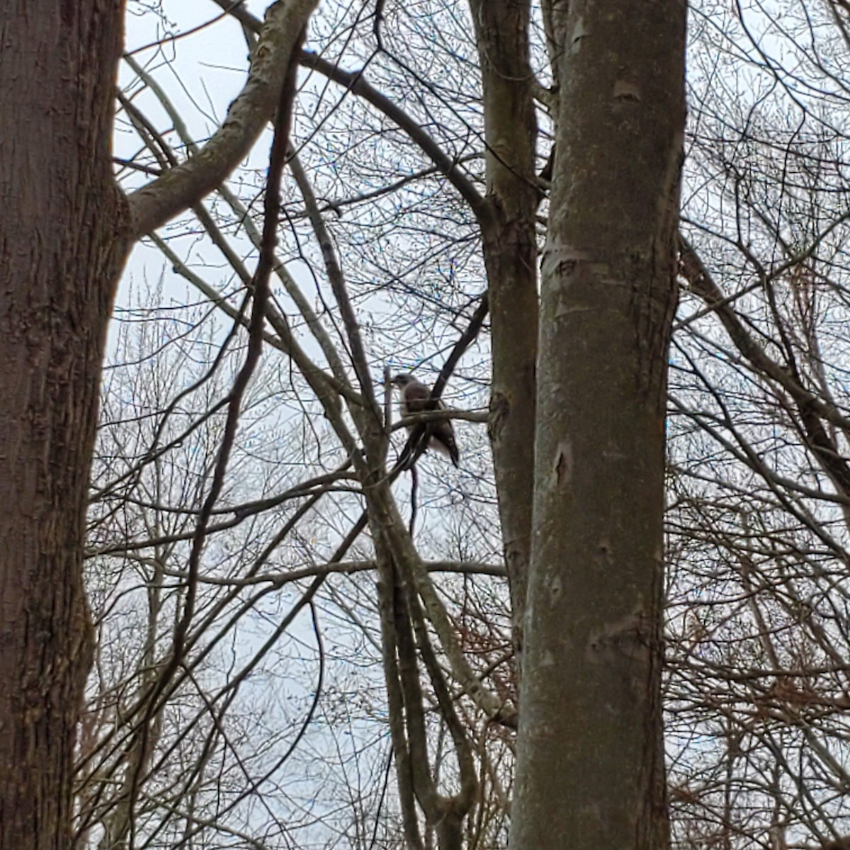 káně rudochvostá - ML632680466