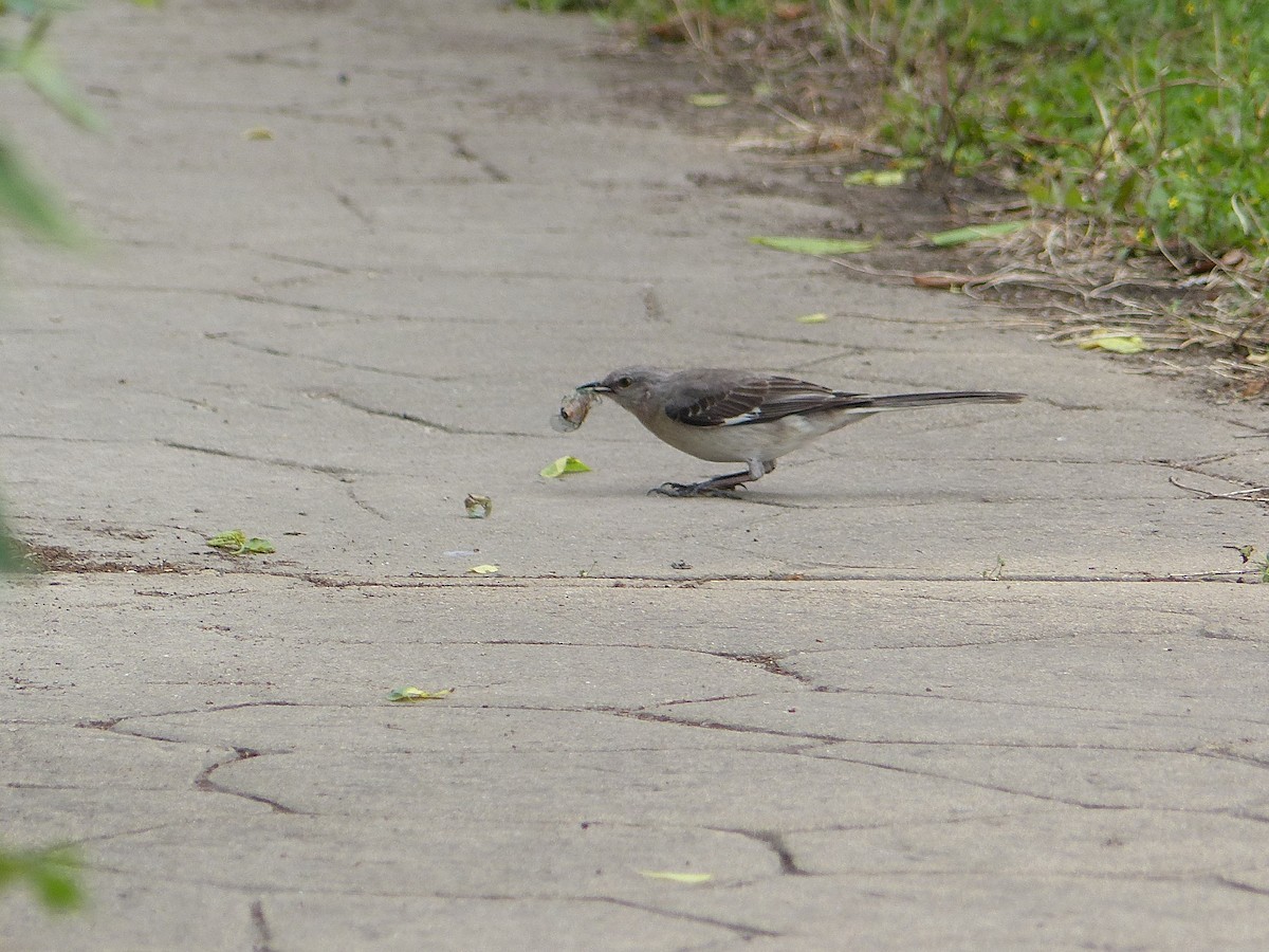 Northern Mockingbird - ML632680532