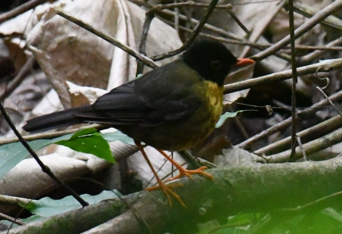 Yellow-throated Nightingale-Thrush - ML632680536