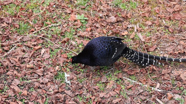 Faisán Mikado - ML632680568