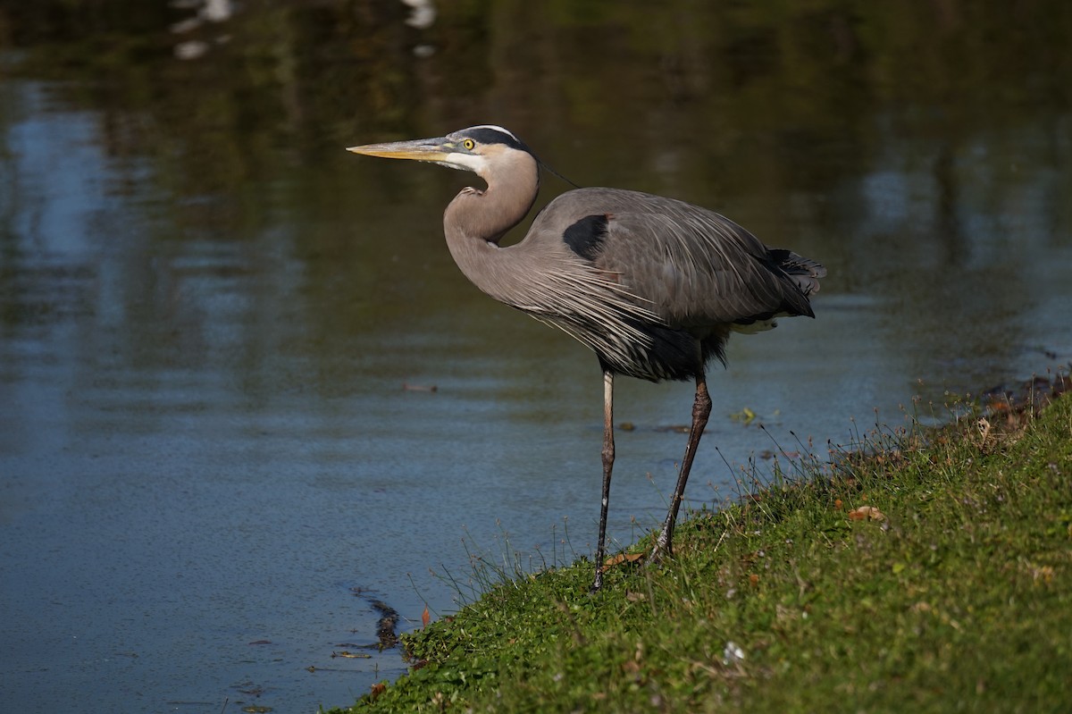 Garza Azulada - ML632680701