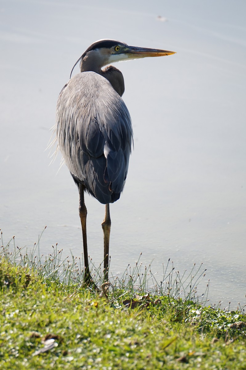 Garza Azulada - ML632680702