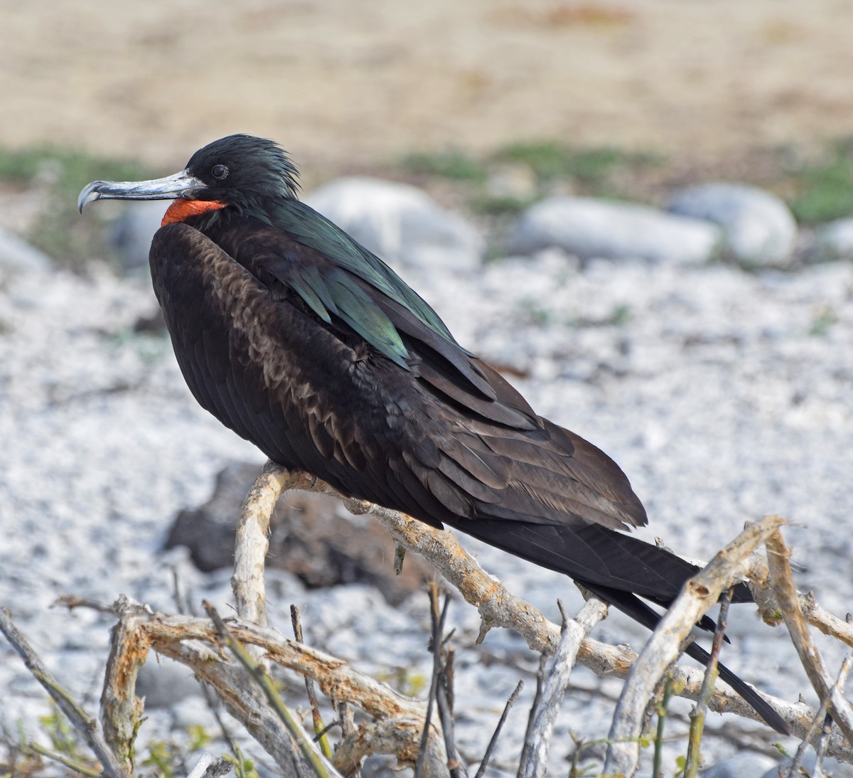 Great Frigatebird - ML63268071