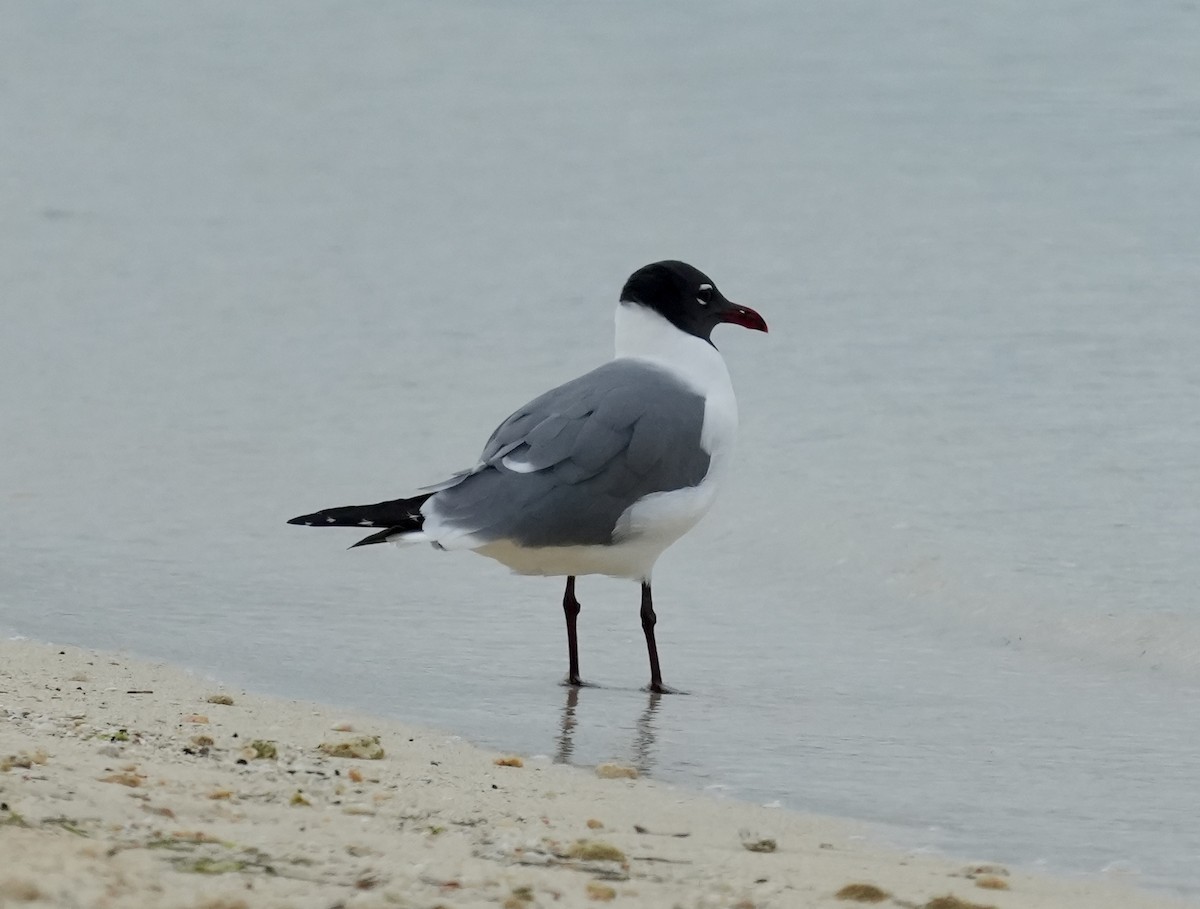 Gaviota Guanaguanare - ML632680717