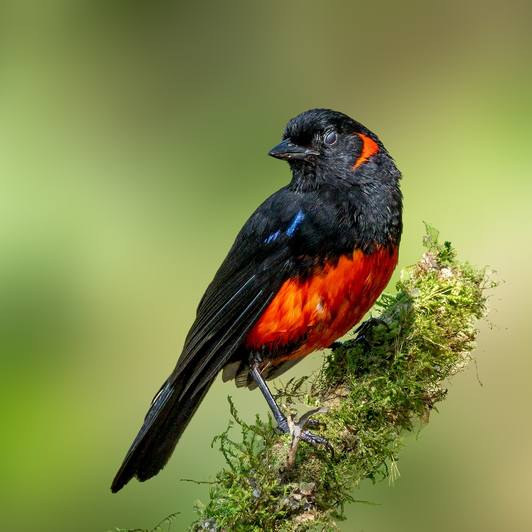 Scarlet-bellied Mountain Tanager - ML632680788