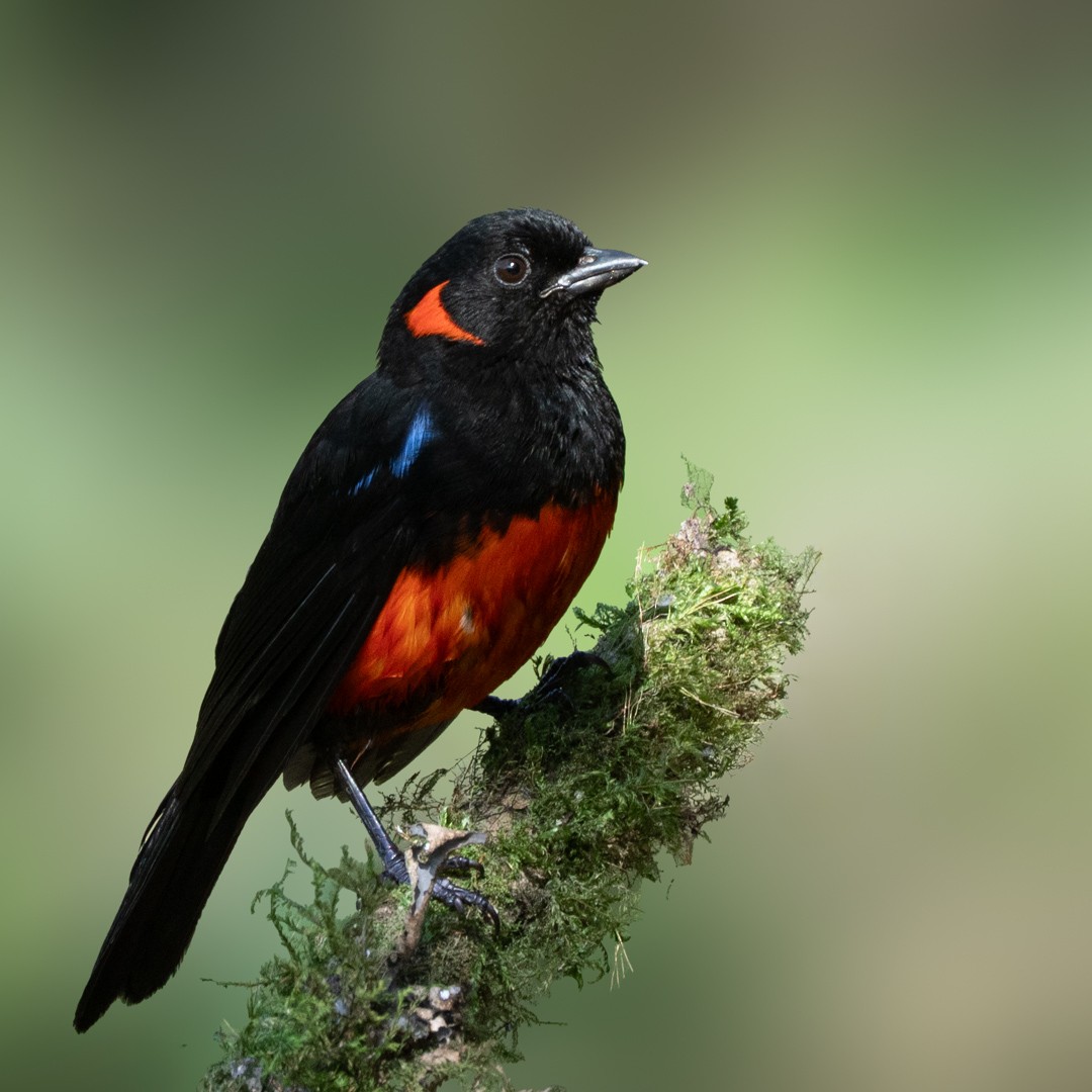 Scarlet-bellied Mountain Tanager - ML632680806
