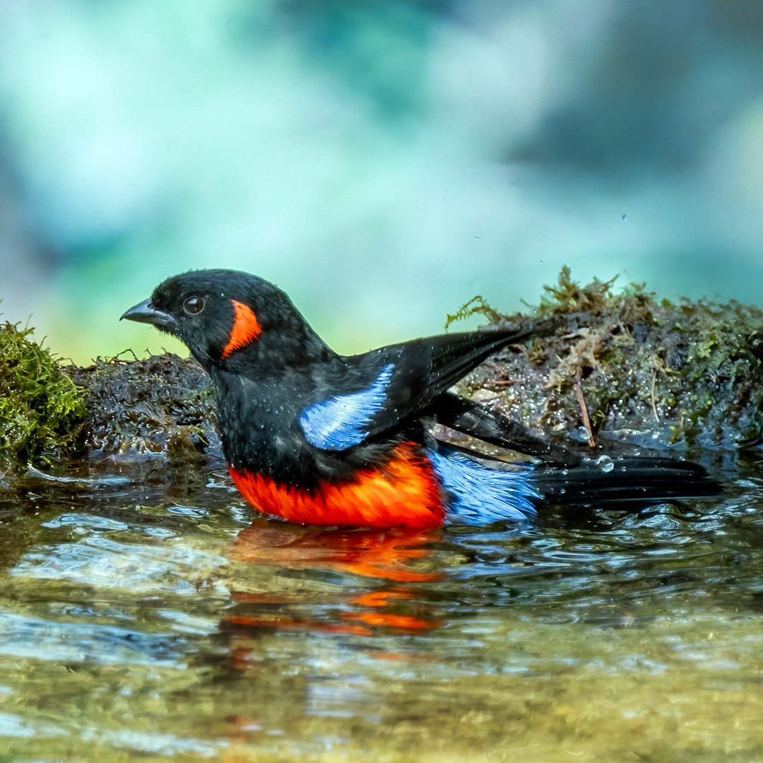 Scarlet-bellied Mountain Tanager - ML632680831