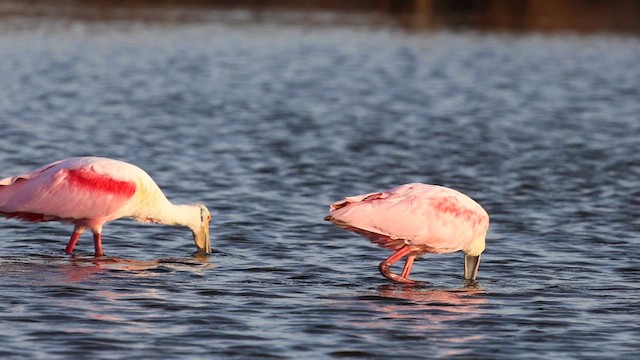 Roseate Spoonbill - ML632680834