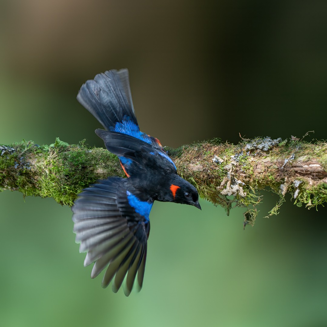 Scarlet-bellied Mountain Tanager - ML632680838