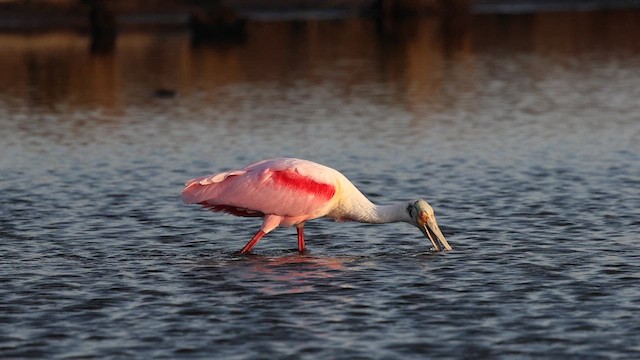 Roseate Spoonbill - ML632680839