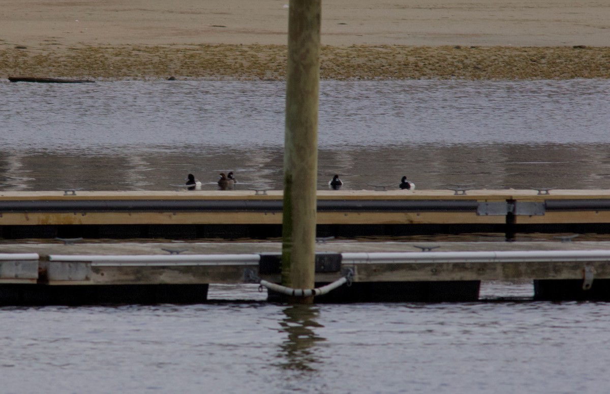 Greater Scaup - ML632680878