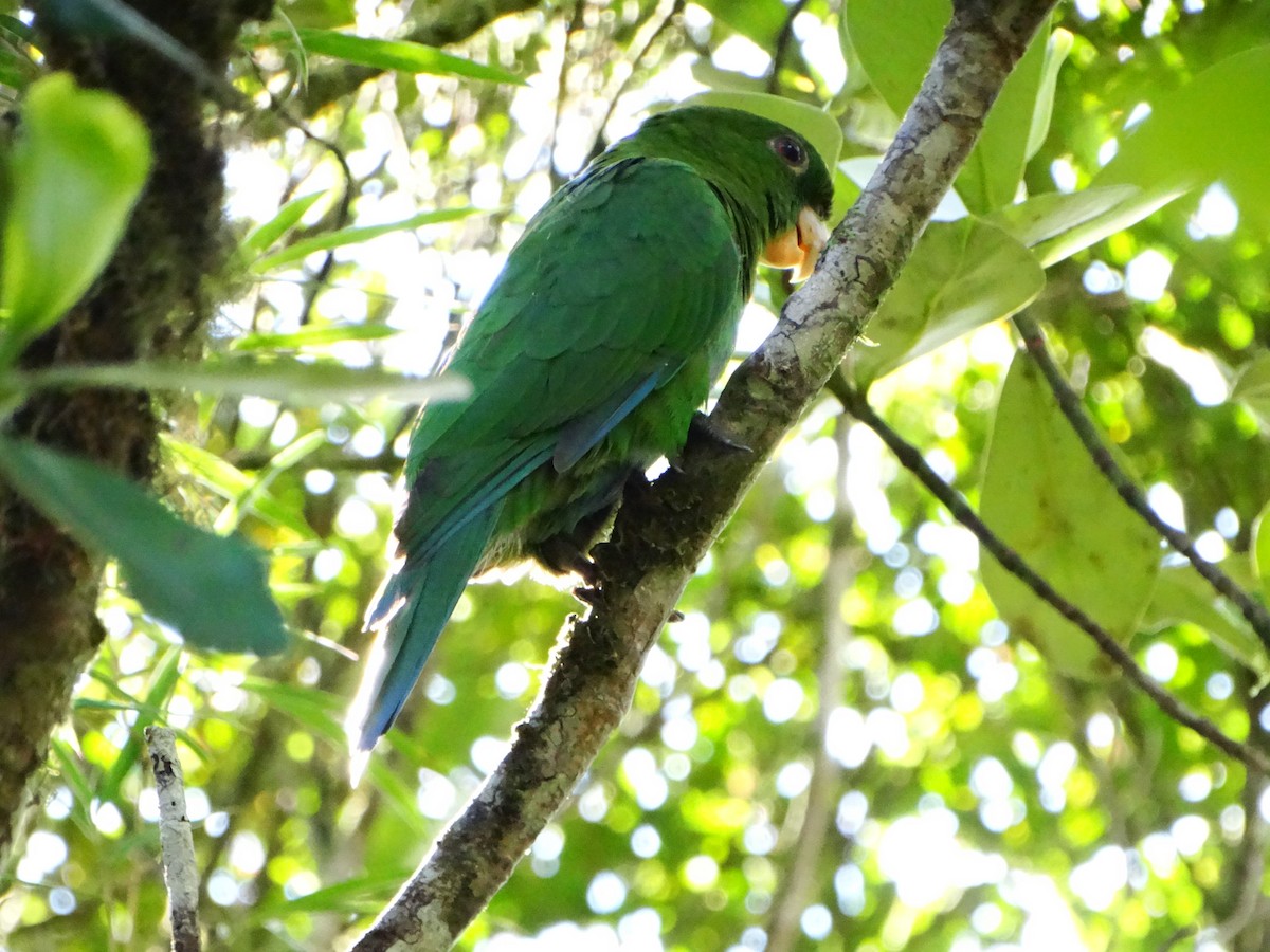 Blue-bellied Parrot - ML632680999