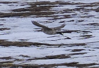 ostružka severní - ML632681065