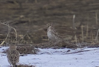 ostružka severní - ML632681066