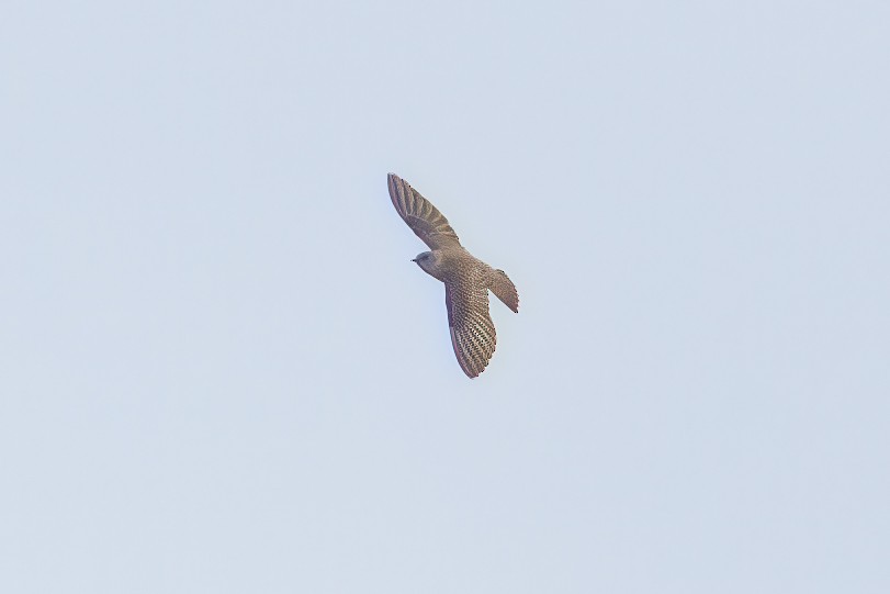 Northern Rough-winged Swallow - ML632681105
